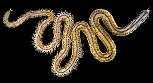 Sea worms. - Worm, Sea, The photo, Interesting, Zanamiclub, Longpost