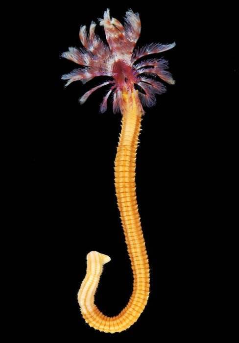 Sea worms. - Worm, Sea, The photo, Interesting, Zanamiclub, Longpost