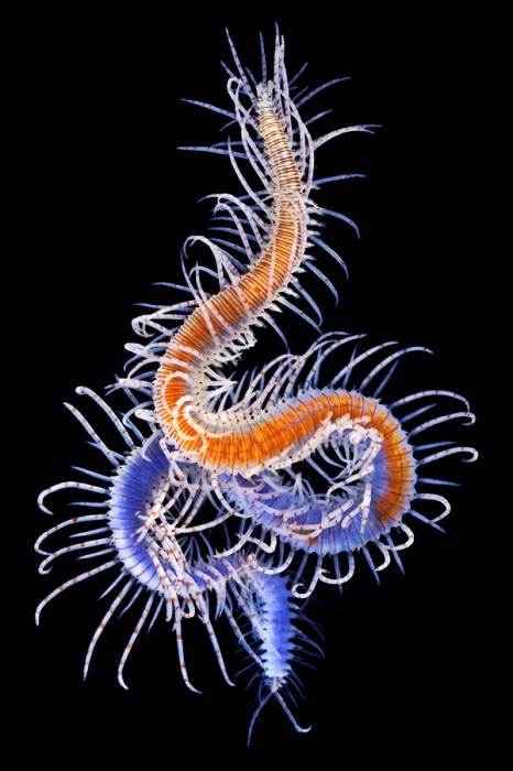 Sea worms. - Worm, Sea, The photo, Interesting, Zanamiclub, Longpost