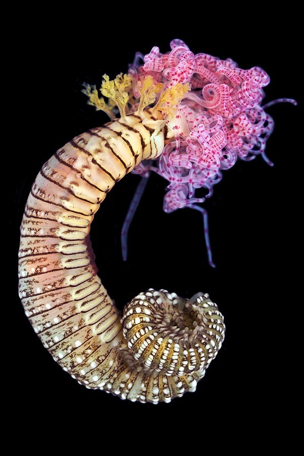 Sea worms. - Worm, Sea, The photo, Interesting, Zanamiclub, Longpost