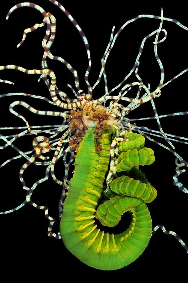 Sea worms. - Worm, Sea, The photo, Interesting, Zanamiclub, Longpost