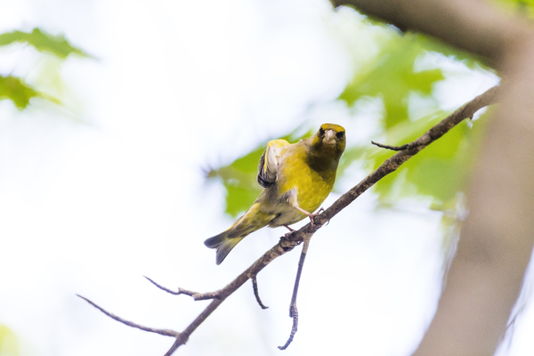 Зеленушка (Carduelis chloris) - Моё, Зеленушка, Птицы, Сокольники, Длиннопост