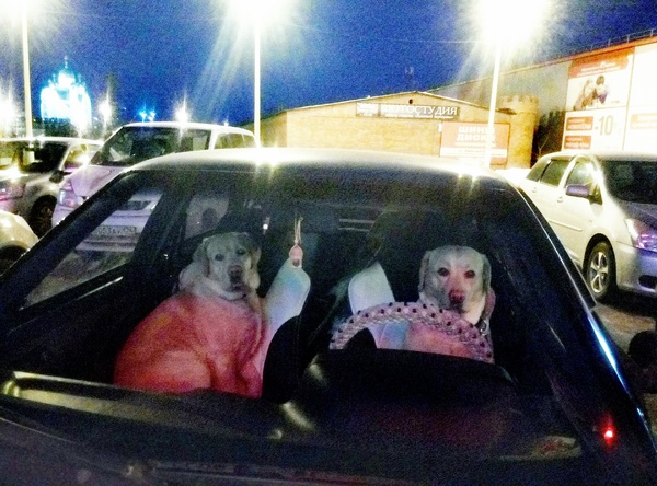 My turn to sit in the trunk. - My, two versus one, Impudence, Labrador