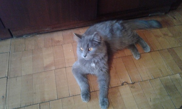 I will give a cat in good hands in Nizhny Novgorod! - Pets, , cat
