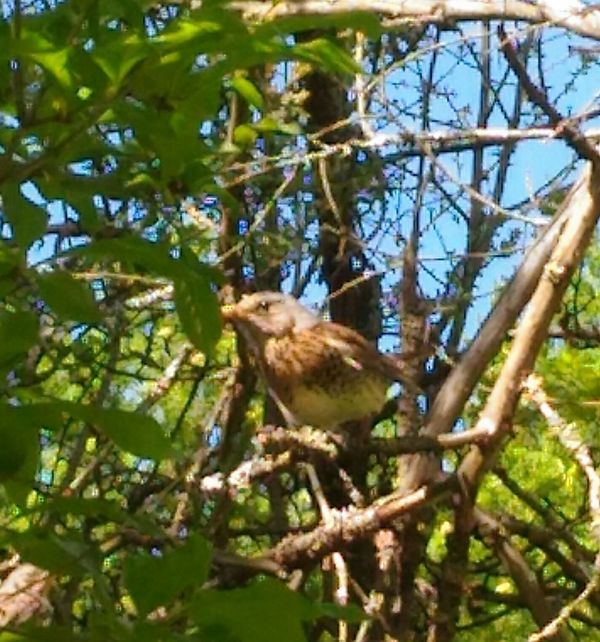 Who is this? - My, Birds, Who is this?