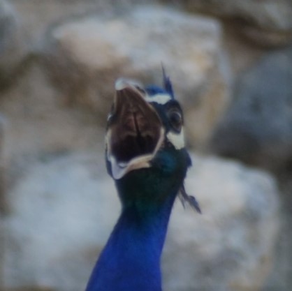 When I realized that tomorrow I'm on vacation - My, Peacock, Birds, Aaa