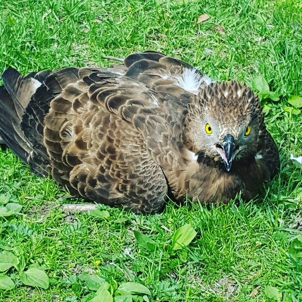 A dead bird in the center of St. Petersburg - My, Saint Petersburg, Kite, Birds