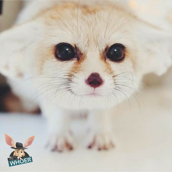 Шикарные глаза ^.^