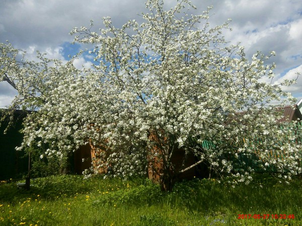 Apple tree in the country - My, Dacha, Apple tree, beauty, Nature