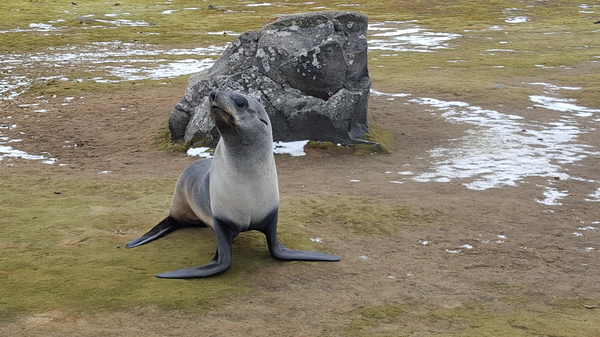 Fur seals and seals, Antarctica, Bellingshausen station, 2017, 62nd RAE. - Antarctica, Animals, , Fur seal, Seal, , Video, Longpost, Difference