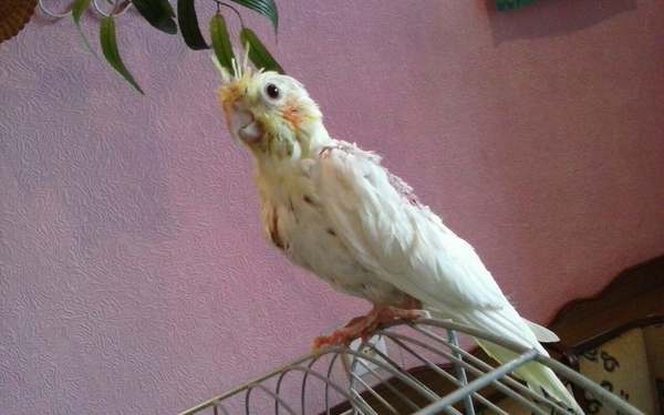 Taming a parrot - My, A parrot, Corella, Taming, Advice, Text