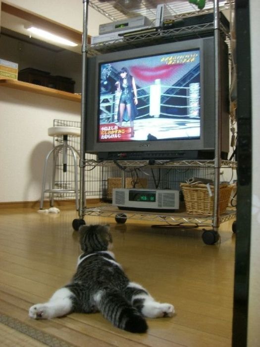 When the legs are weak from our television - cat, The photo