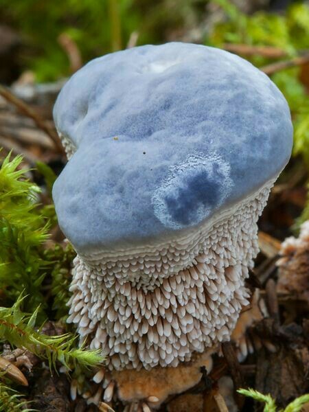 The wonderful world of mushrooms - Mushrooms, Nature, beauty, The photo, Longpost, A selection