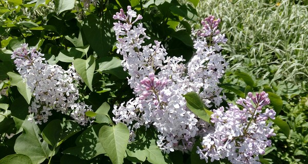 Lilac - My, Lilac, Scent