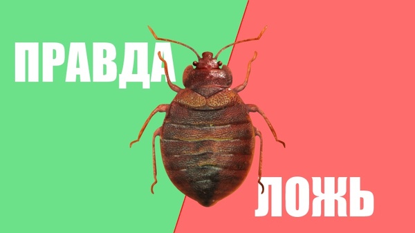 Ложусь на диван и чешусь