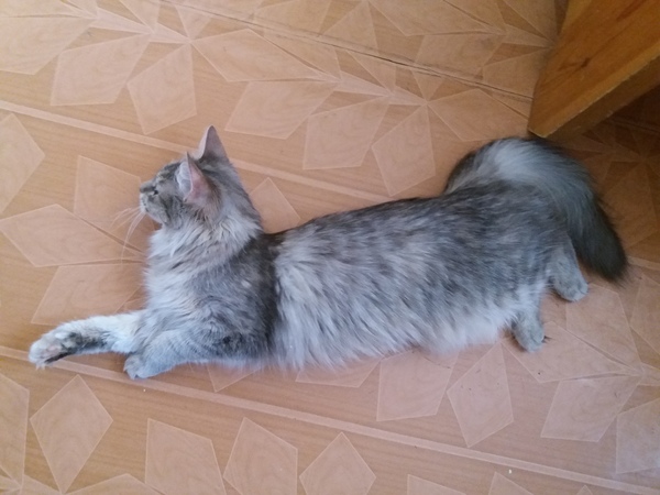 Kitty looking for a home - My, cat, House, Looking for a home, In good hands, , Murmansk, Help, Animals