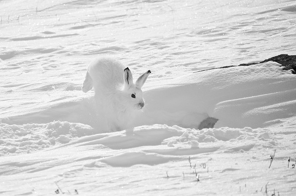 Disguise. - The photo, Animals, Disguise, Hare, Fox, Ermine