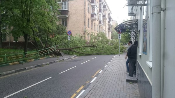 Upper Zolotorozhsky Lane, Moscow - My, Wind, Tree, It's a pity, A pity