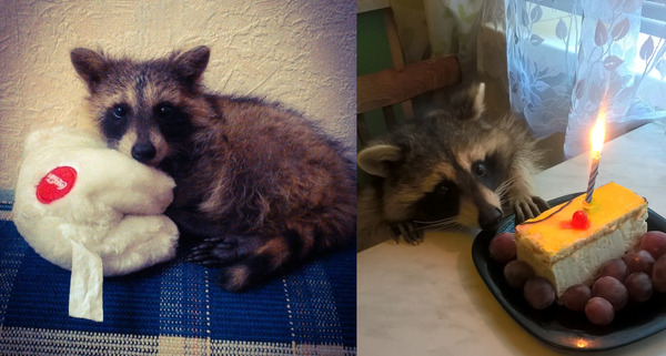 One year later - Raccoon, Birthday