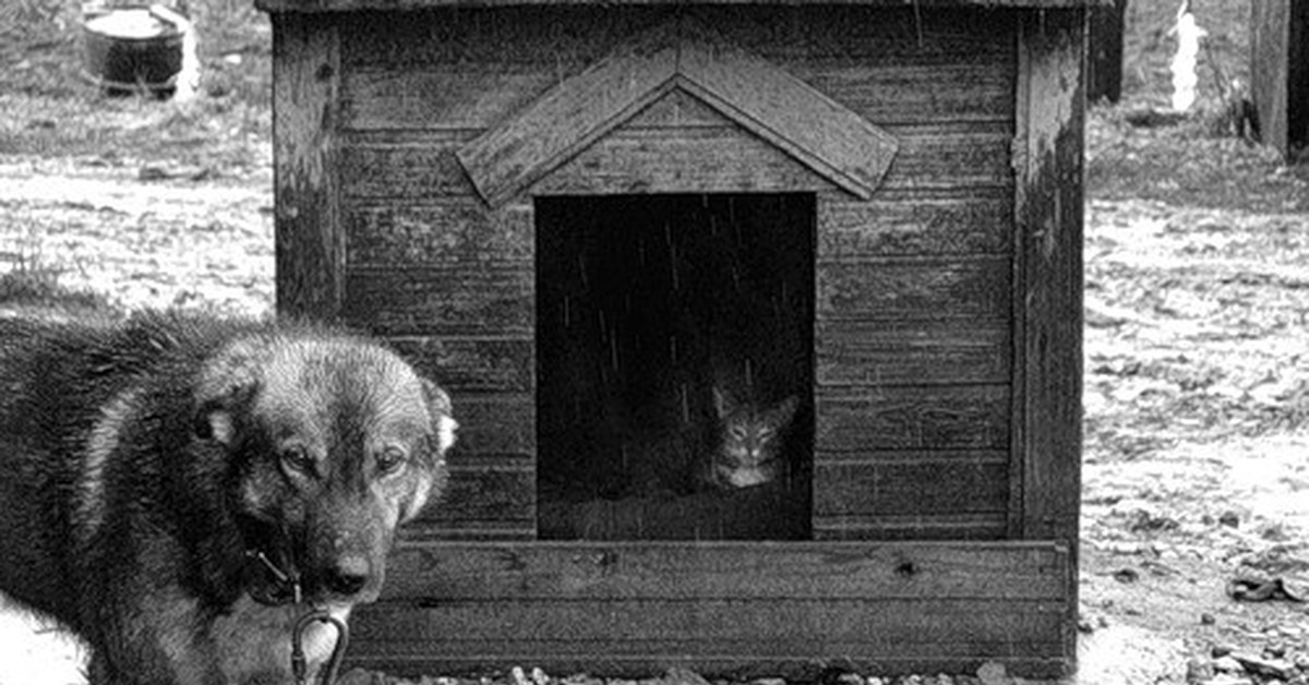1 хозяин ру. Собака в будке на цепи. Будка для собаки и кота. Пес в будке. Кот в собачьей будке.