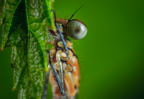 Dragonfly - My, Macro, Dragonfly, Saint Petersburg, Canon 5DM2, , Macro photography