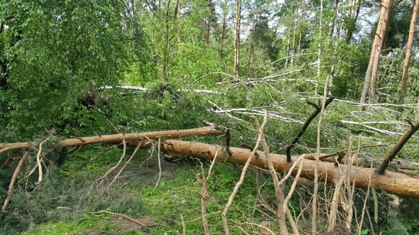 Последствия урагана в моей деревне - Моё, Ураган, Москва, Ураган в Москве, Природа, Длиннопост