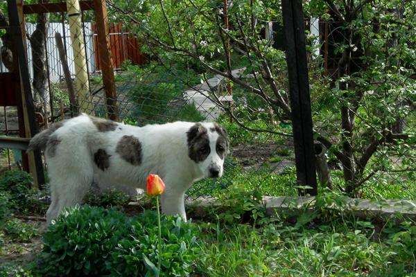 The fence is in the way :) - My, Dog, Alabai, The photo