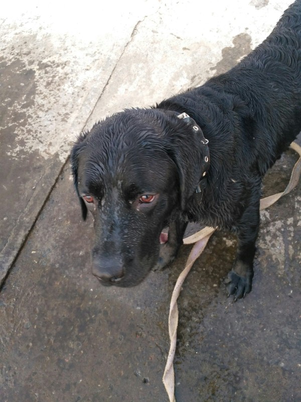 Bathing season open - My, Dog, Dog, Pet, Pets, Dog days, Pet