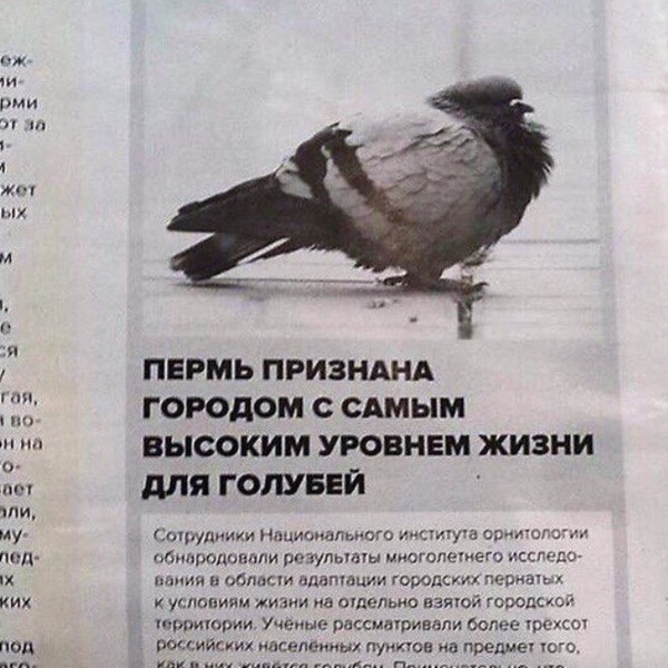 I flew, everyone - Pigeon, A life, Article, Che, Permian, Newspapers