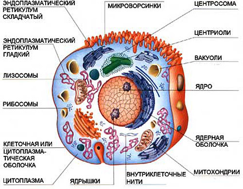 Instead of the Big Bang - the process of introducing the virus into the cell. - My, Theory, Hypothesis, Fantasy, Longpost