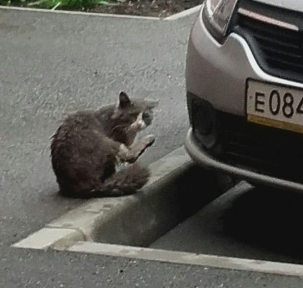 The saddest face I have ever seen - My, cat, Sadness