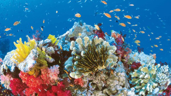 Nearly a third of the Great Barrier Reef's corals died in 2016 - news, A fish, Nature, Global warming, Longpost, Biology, The science