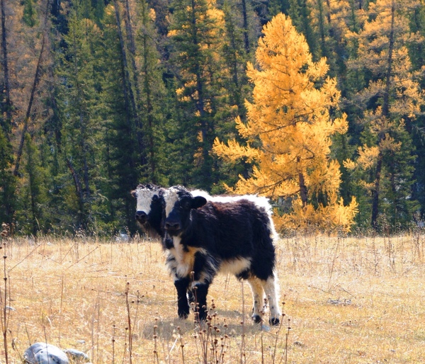 Brothers. - The photo, Altai, , Twins, Altai Republic