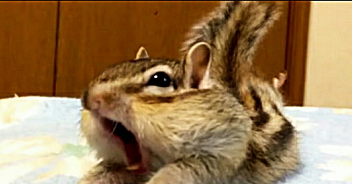 Twitch Chipmunk