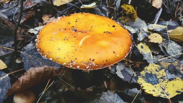 Fly agarics - My, Autumn, Mushrooms, Fly agaric, Poisonous mushrooms, The photo, Nature