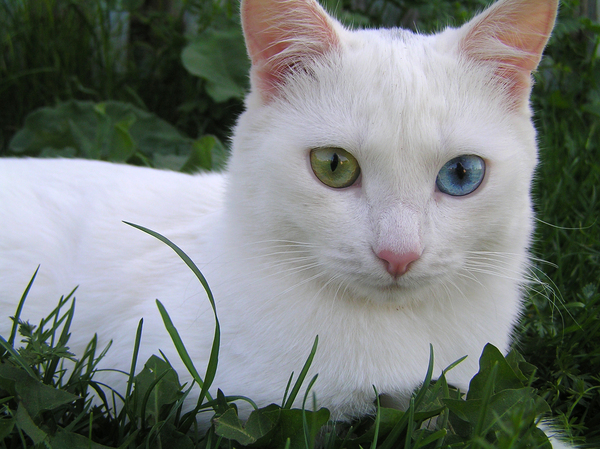 Odd-eyed miracle - My, cat, , Pets, Pet, Heterochromia, Pets