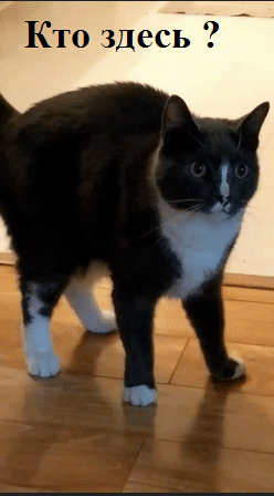 Horror - cat, Horror, GIF