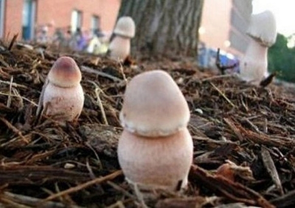AND NATURE SAID FUCK YOU AND NOT HERBS. AND SINCE THIS PLANT HAS APPEARED. - My, Mushrooms, Nature, The photo, Humor, Mushroom pickers, Facts, Strange humor