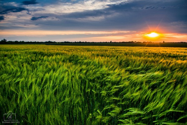 Wheat at sunset background - The photo, Battle of sunsets, Landscape, Sunset, My, My