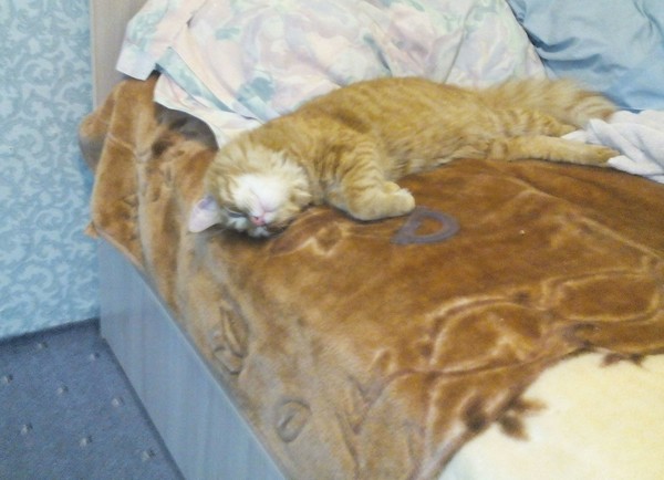 Когда набегался за день и утомился