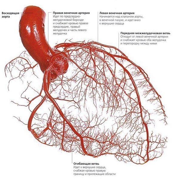 Arteries supplying the heart. - Heart, Artery, The medicine