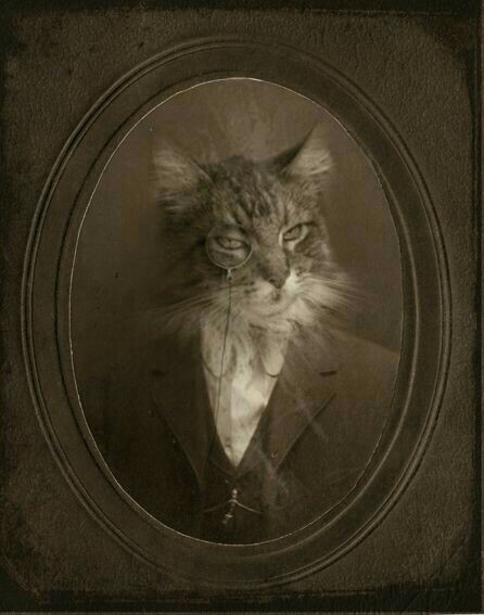 Retro cats - Cats are like people, Not photoshop, The photo, Longpost, cat