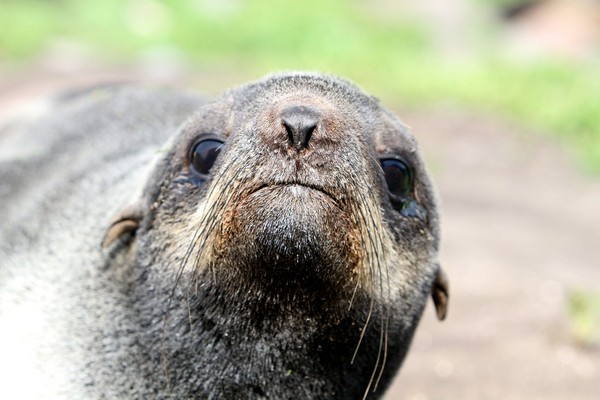 When the weather isn't good... - The photo, Fur seal, Commander Islands