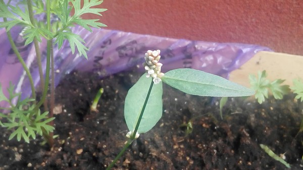 Люди кто нибудь знает что это за растение, что с цветочками маленькими подскажите пожалуйста что это