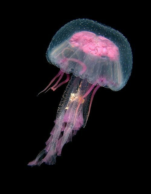 Sea world 1 - Underwater world, Jellyfish, The photo, Longpost