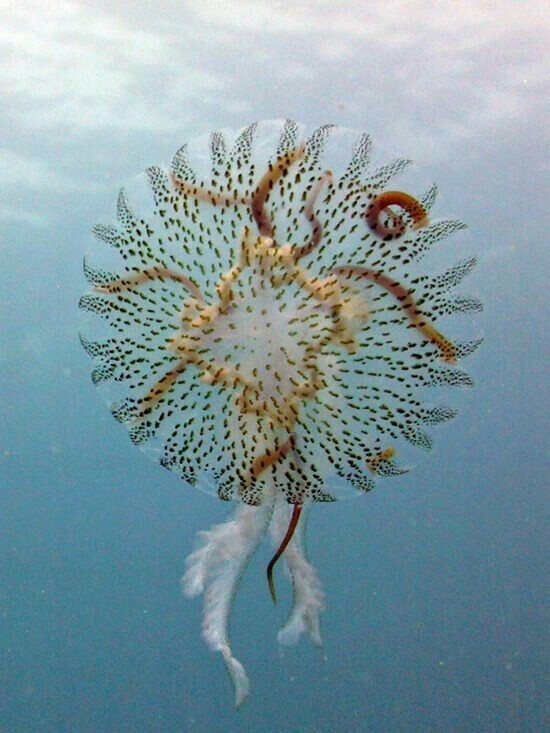 Sea world 1 - Underwater world, Jellyfish, The photo, Longpost