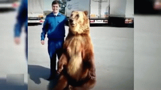 Mishka, are you taking a picture with me? - Bear, Humor, Fuck you, GIF, The Bears, Fak (gesture)