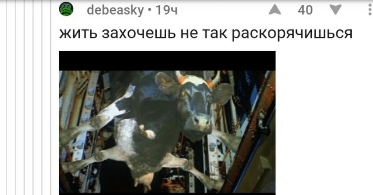 Захочешь жить не так раскорячишься картинка