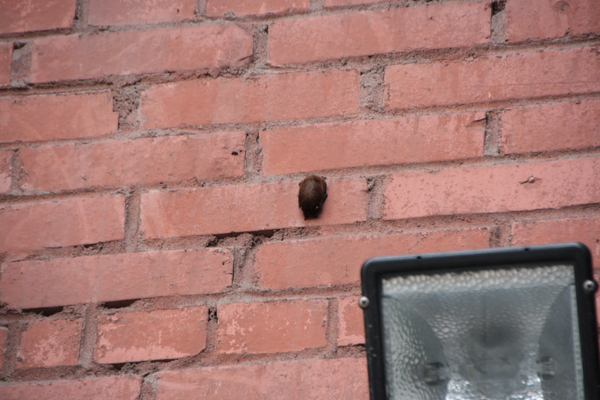 Кому мышку летучую? (антикомар-спецохрана, или просто питомец)