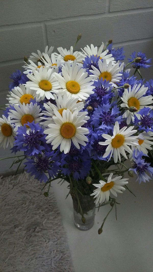 Cornflowers - Wildflowers, Cornflowers